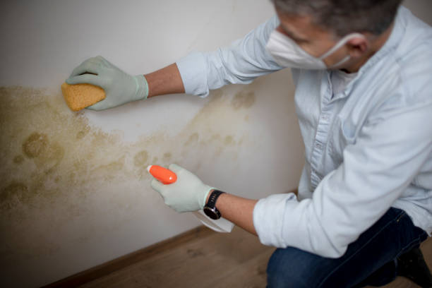 Best Mold Removal Company Near Me  in Rossville, MD