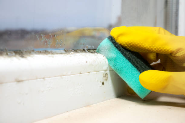 Best Emergency Mold Removal  in Rossville, MD