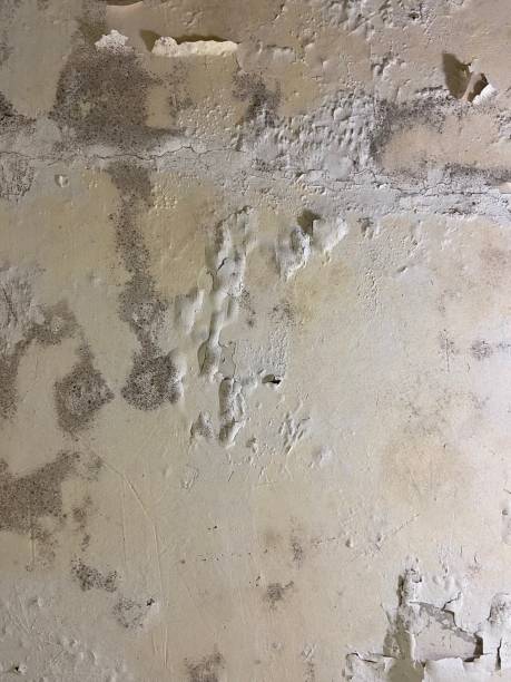Best Residential Mold Removal  in Rossville, MD