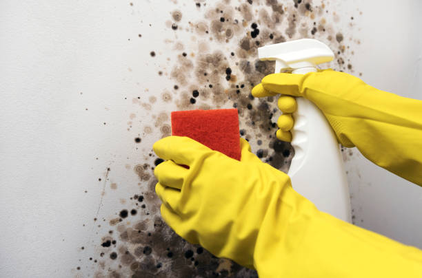 Best Mold Testing  in Rossville, MD