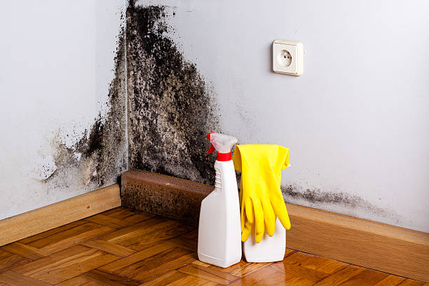 Best Certified Mold Removal  in Rossville, MD