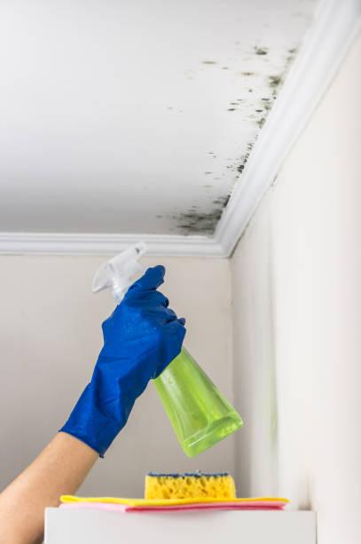 Best Emergency Mold Removal  in Rossville, MD